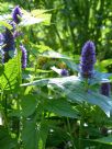 Agastache rugosa