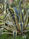 Agave americana Marginata