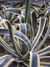 Agave americana Marginata