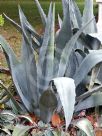 Agave americana