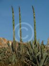 Agave americana