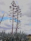 Agave americana