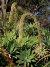 Agave attenuata