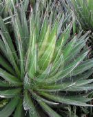 Agave filifera