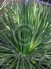 Agave geminiflora