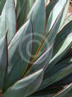 Agave Blue Glow