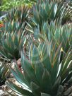 Agave Blue Glow