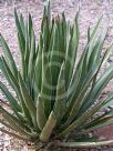 Agave ocahui ocahui