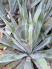 Agave sisalana