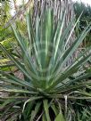 Agave sisalana