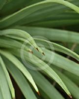 Agave stricta