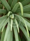 Agave stricta