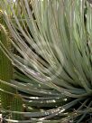 Agave stricta