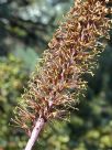 Agave stricta