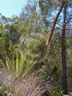 Agave stricta