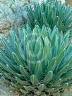 Agave victoriae-reginae