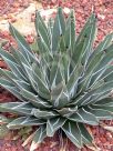 Agave victoriae-reginae