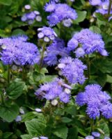 Ageratum houstonianum