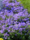 Ageratum houstonianum