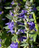 Ajuga australis