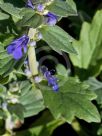 Ajuga australis