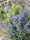 Ajuga australis