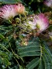 Albizia julibrissin