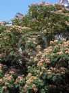 Albizia julibrissin