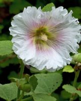 Alcea rosea