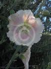 Alcea rosea