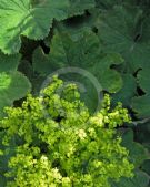 Alchemilla mollis