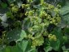 Alchemilla mollis