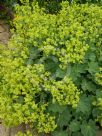 Alchemilla mollis