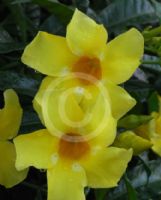 Allamanda cathartica