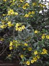 Allamanda cathartica