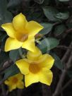 Allamanda schottii