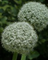 Allium cepa