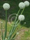 Allium cepa