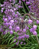 Allium cernuum