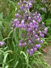 Allium cernuum