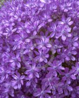 Allium giganteum