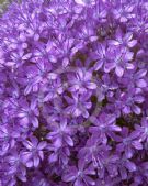 Allium giganteum