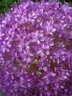 Allium giganteum