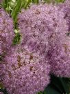 Allium giganteum