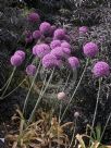 Allium giganteum