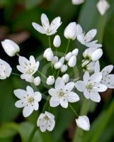 Allium neapolitanum