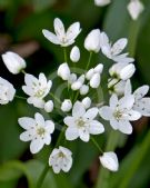 Allium neapolitanum