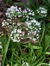 Allium neapolitanum