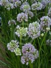 Allium lusitanicum