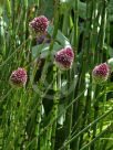 Allium sphaerocephalon